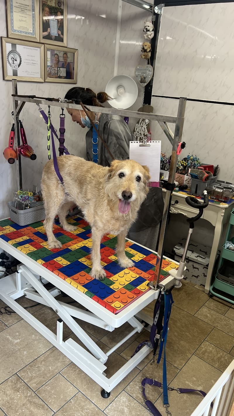 Small blonde terrier standing on the grooming table with the grooming arm and tools around it