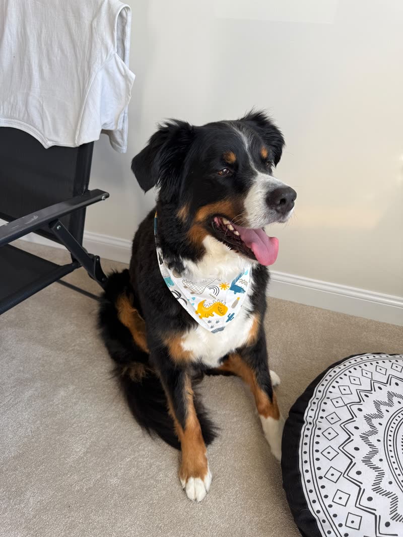 Tricolour Bernese-type dog lying on the floor beside a chair and a patterned dog bed after grooming