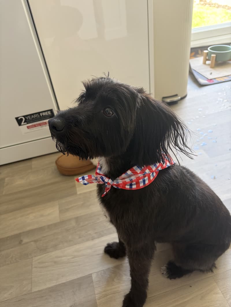 Black shaggy doodle sitting in a kitchen wearing a red checked bandana
