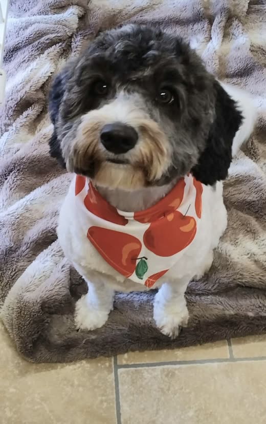 Black and white cockapoo with a neatly trimmed face wearing a red fruit-print bandana