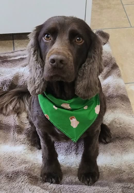 Chocolate brown cocker spaniel wearing a green patterned bandana after grooming