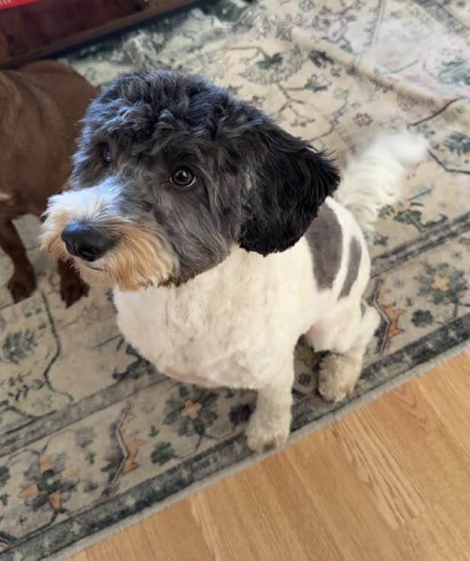 Black and white cockapoo showing a full-body clip with the head left fluffy