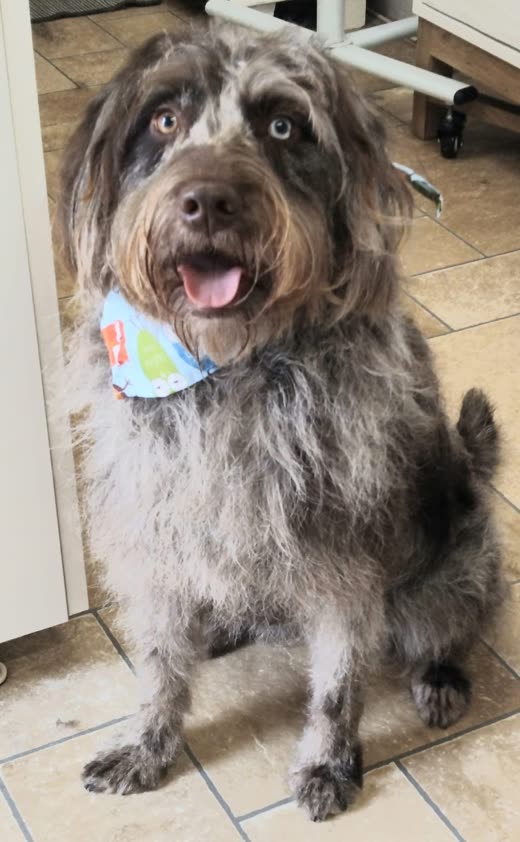 Grey merle terrier-type dog in a pale blue bandana after a groom