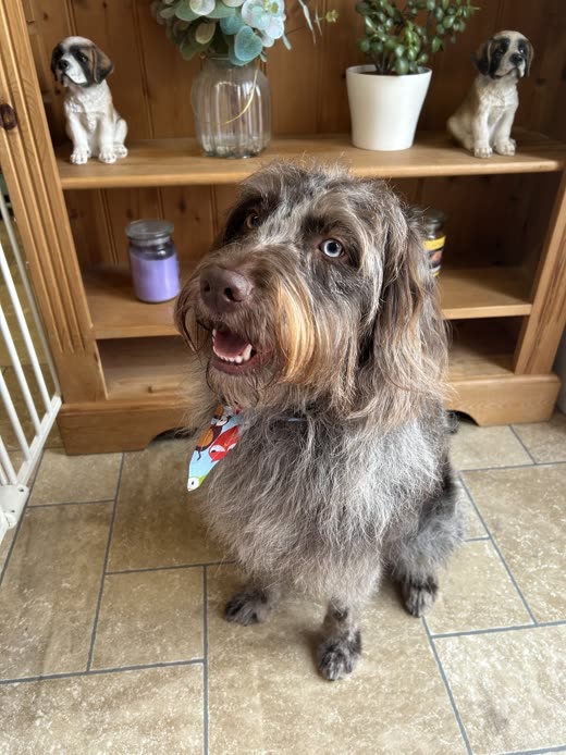 Wiry grey and tan dog with bows on its ears after a groom